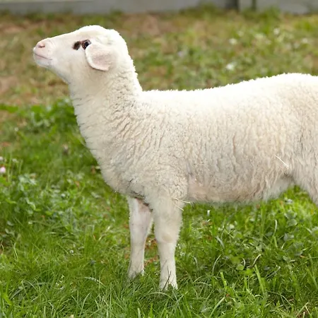 Otel Laufelder Hof 3*